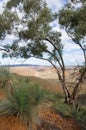 Eucalyptus Tree with view of Flinders Ranges