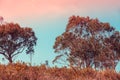 Eucalyptus trees against morning sky Royalty Free Stock Photo