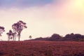 Eucalyptus trees against morning sky Royalty Free Stock Photo