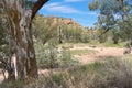 Eucalyptus Trees Along Dry Todd River Royalty Free Stock Photo