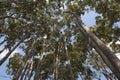 Eucalyptus trees in Australia Royalty Free Stock Photo
