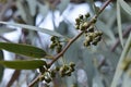 Eucalyptus trees. Royalty Free Stock Photo