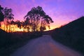 Eucalyptus trees on a dirt road Royalty Free Stock Photo