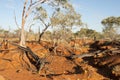Eucalyptus Trees in Dry Creek - Kimberley - Australia Royalty Free Stock Photo