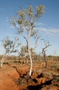 Eucalyptus Trees in Dry Creek - Kimberley - Australia Royalty Free Stock Photo