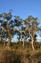 Eucalyptus trees in the forest in the Blue Mountains Royalty Free Stock Photo