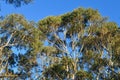 Eucalyptus trees in the forest at Leura in the Blue Mountains Royalty Free Stock Photo