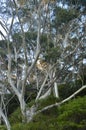 Eucalyptus trees in the forest at Leura in the Blue Mountains Royalty Free Stock Photo