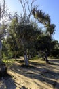 Eucalyptus trees (Eucalyptus globulus) growing in Sardinia