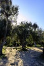 Eucalyptus trees (Eucalyptus globulus) growing in Sardinia