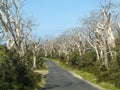 EUCALYPTUS TREES - GREAT OCEAN ROAD, AUSTRALIA