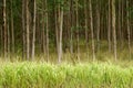 Eucalyptus Trees Hawaii