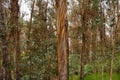 Eucalyptus trees in Hawaii Royalty Free Stock Photo