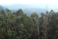 Eucalyptus trees on hill Royalty Free Stock Photo