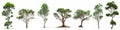 Eucalyptus trees isolated on white background Royalty Free Stock Photo