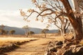 Eucalyptus trees killed by the drought near Lake 1 Royalty Free Stock Photo