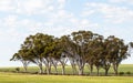 Eucalyptus trees lining road wheatbelt Royalty Free Stock Photo