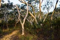 Eucalyptus trees lining up a path in the Australian bush Royalty Free Stock Photo