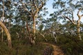 Eucalyptus trees lining up a trail in the Australian bush Royalty Free Stock Photo