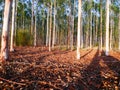 Eucalyptus trees on lower view