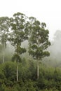 Eucalyptus trees in the mist # 1 Royalty Free Stock Photo