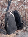 A tree damaged beyond revival by the bushfires in the Blue Mountains National Park