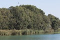 Eucalyptus trees by the river bank of Seyhan river in Adana