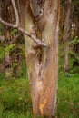 Eucalyptus trees on the road to Haleakala