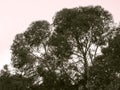 Eucalyptus Trees Royalty Free Stock Photo