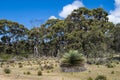 Eucalyptus trees, yacka or blackboy plants, South Australia Royalty Free Stock Photo
