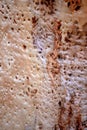 Eucalyptus trunk wood surface texture