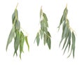 Eucalyptus twigs.