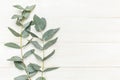 Eucalyptus twigs on white wooden background. Flat lay, top view, copy space. Floral background