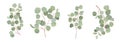 Eucalyptus vector watercolor floral set. Green leaf branches, Silver dollar greenery, natural leaves Royalty Free Stock Photo