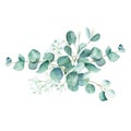 Eucalyptus watercolor bouquet. Silver dollar, true blue, seeded and gypsophila branches. Hand drawn botanical