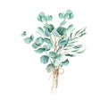 Eucalyptus watercolor bouquet. Willow, silver dollar and true blue branches with jute cord bow. Hand drawn botanical