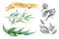 Eucalyptus watercolor illustration set. Hand drawn cinerea, gunnii, populus eucalyptus with leaves, fruit and branches. Aromather