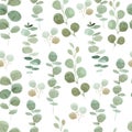 Eucalyptus watercolor seamless pattern. Hand painted greenery digital paper. Royalty Free Stock Photo