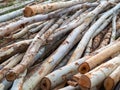 Eucalyptus wood, Eucalyptus wood arranged in layers, wood texture background.Pile of wood logs ready for industry