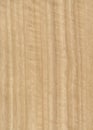 Eucalyptus wood veneer texture