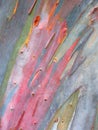 Eucalytus bark Royalty Free Stock Photo
