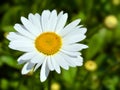 Eucanthemum vulgare, ox-eye daisy or oxeye daisy is a widespread flowering plant native to Europe