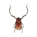 Euceirus longimanus beetle isolate on white background.