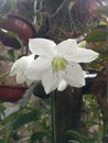 Eucharis Flower, White Flower in a garden Royalty Free Stock Photo