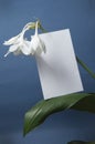 Eucharis grandiflora