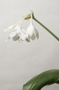 Eucharis grandiflora