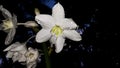 Eucharis grandiflora Amazon Lily flower