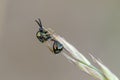 Eucharitid wasp sitting on bent in field