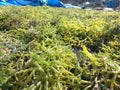 Eucheuma Cottonii Seaweed being dried out Royalty Free Stock Photo