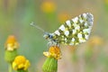 Euchloe ausonia , The eastern dappled white butterfly Royalty Free Stock Photo